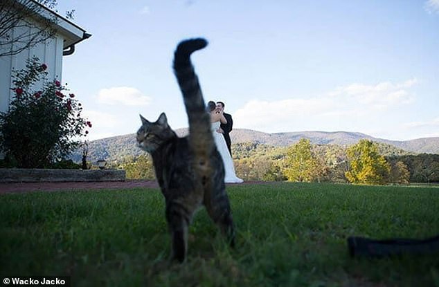 Congratulations!  One pet couldn't have made his thoughts on his owners' wedding clearer in this hilarious photo taken in an unknown location