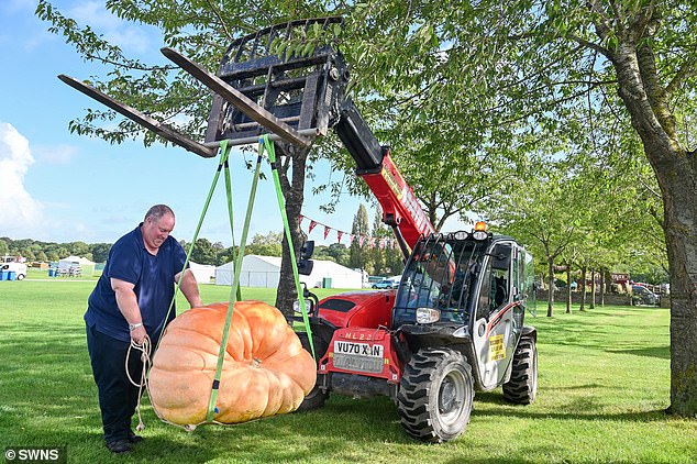 A man has to use a forklift to lift his giant pumpkin.  Many world records are about to be broken