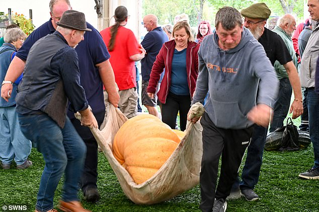 Several people have to help lift the huge pumpkin.  Expert growers showed their vegetables on Thursday prior to the festival