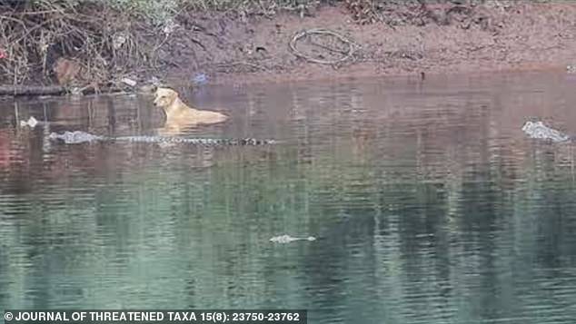 But in an astonishing turn of events, two of the crocodiles decided to snout the young stray dog, who had jumped into the river to escape a pack of wild dogs, to safety.