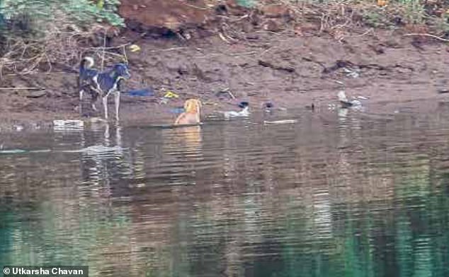 Experts say that instead of devouring the stray dog, the swamp crocodiles 'led' him away from where the barking dogs waited for him on the riverbank in Maharashtra state, western India.