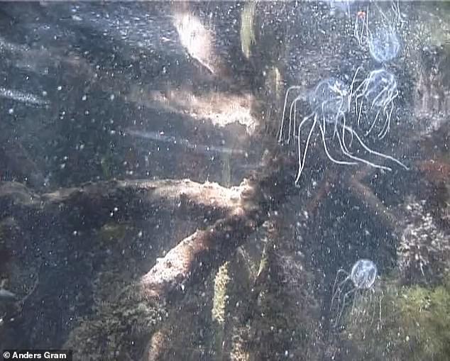 Caribbean box jellyfish - or Tripedalia cystophora - are small creatures that thrive in warm tropical waters