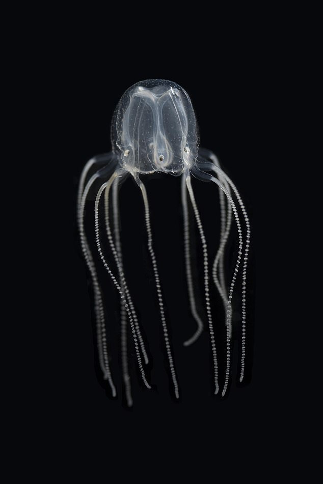 The jellyfish study challenges previous views that complex learning requires brains