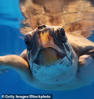 Beautiful nature: Torre Salsa Nature Reserve is a refuge for nesting sea turtles (stock photo)