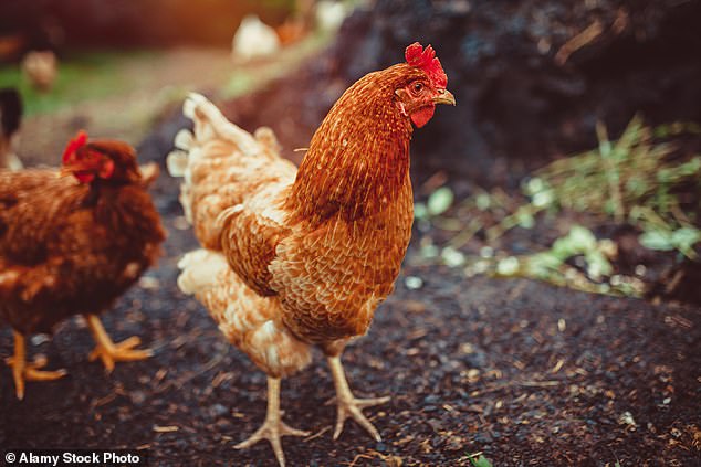 The activist organization says chickens can suffer from cysts, infections and tumors because their bodies are forced to produce unnaturally large quantities of eggs.