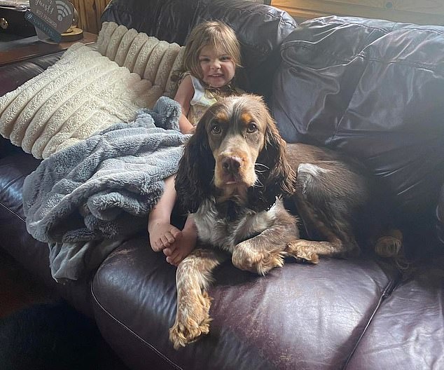 When police finally found the young girl, Brooke said she had been sleeping her uncle Marcus' female Springer Spaniel, Hartley (pictured)