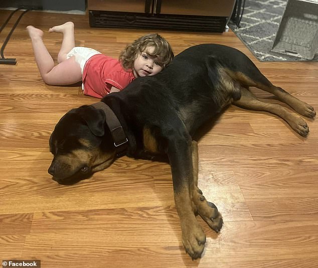 Meanwhile, the toddler's own dog, Buddy, a male Rottweiler, stood guard while the two-year-old rested