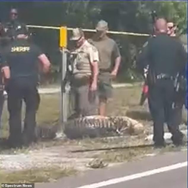 Emergency responders, working with the Florida FWC, successfully removed the alligator from the water and subsequently euthanized it