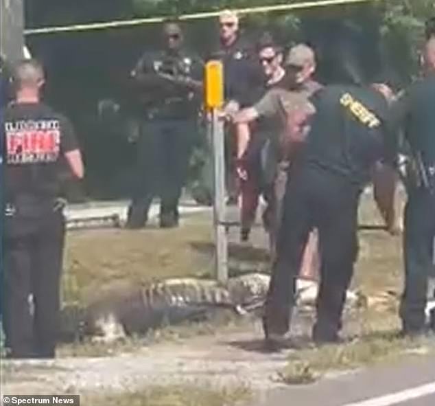 A local resident saw the gruesome sight as the alligator dragged its prey and began recording the scene while alerting the Largo Fire Department.