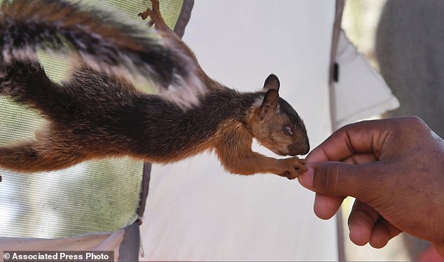 Although there is little chance that Yeison will be allowed to bring his beloved pet across the border, all hope is not lost