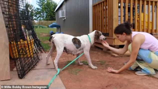 Brown, who regularly works with local shelters, recently helped nurse a dog named Chloe back to health so she could be adopted by a forever family.