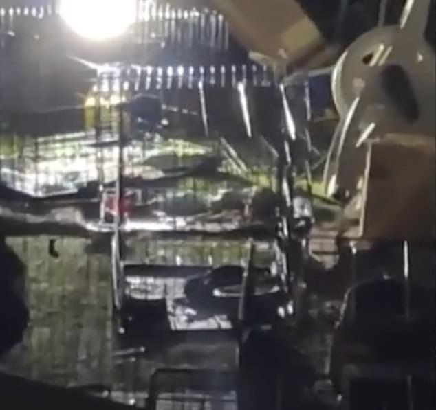 Several cages full of dogs were seen on the grounds of the home in Chandler, Arizona