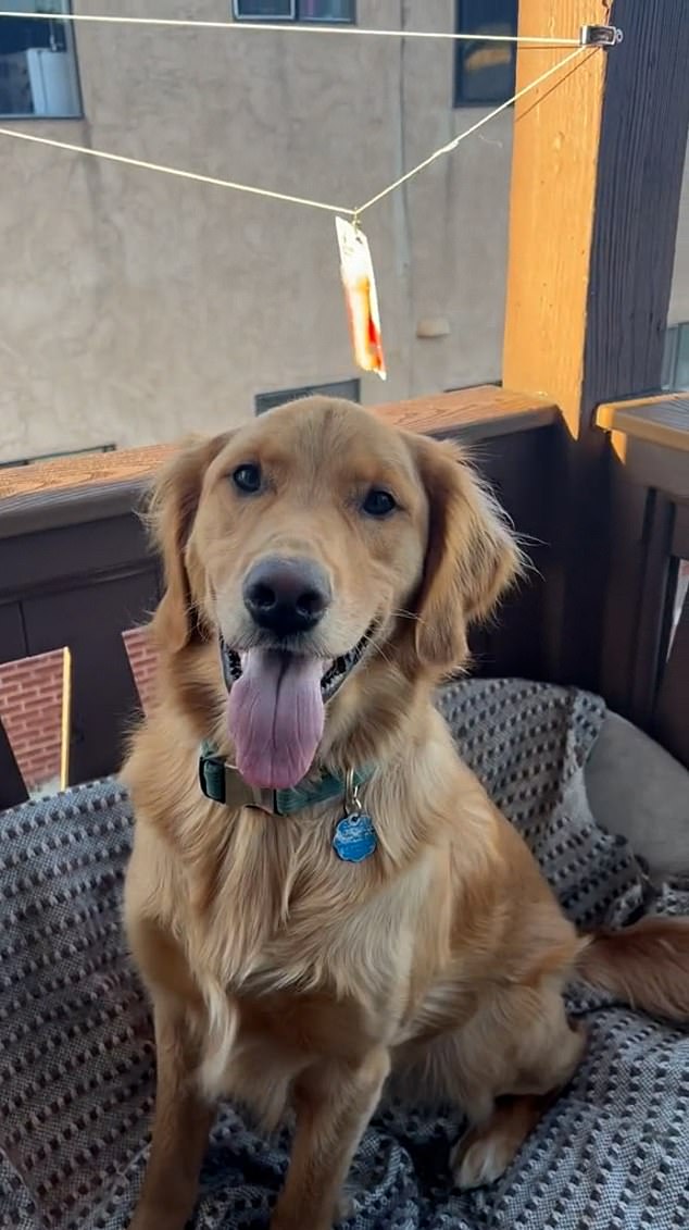 Coby the golden retriever receives special deliveries that are brought to his owner's apartment on a washing line