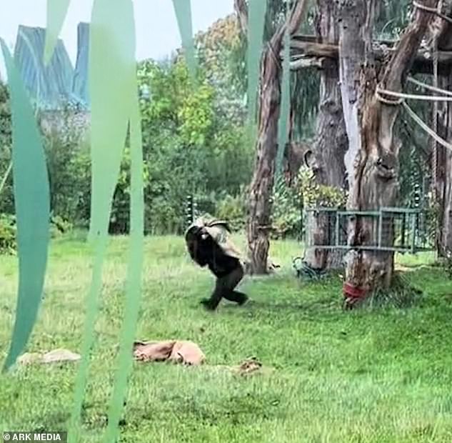 Perhaps even more curious, one of the monkeys grabbed something that looked like a jacket to protect its mane from possible water damage.