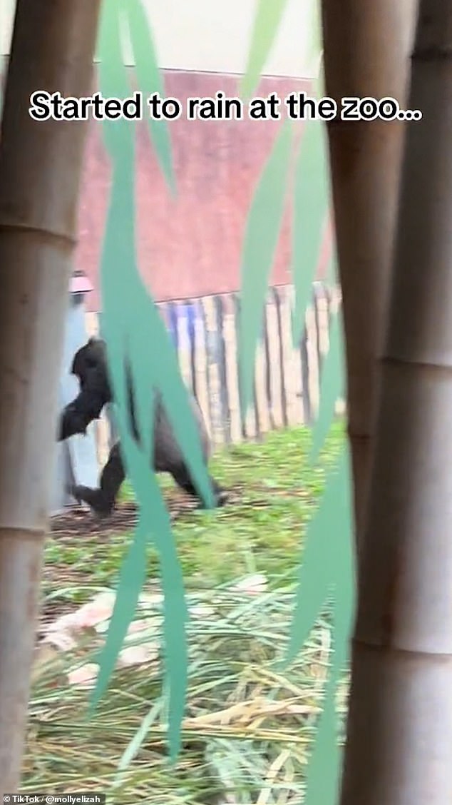 Both monkeys disappeared through a gate at the front of the enclosure, without viewers learning their fate