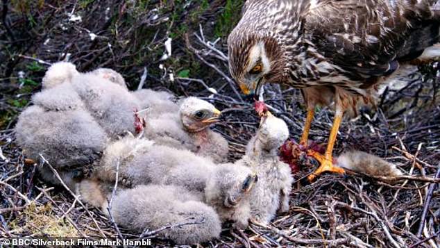 Many of Hamza's favorite birds were once threatened with extinction, but populations are now recovering