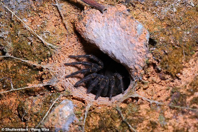 According to the Australian Museum, the lack of a 'door' above the hole was common among hatch spiders, as not all of them make doors for their burrows.