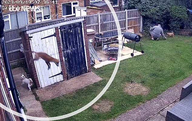 Both pets immediately run to the back of the garden towards the fox before chasing it around the side of the house, out of view of the camera.  A few seconds later, the fox can be seen jumping out of the upstairs bathroom before presumably fleeing to safety