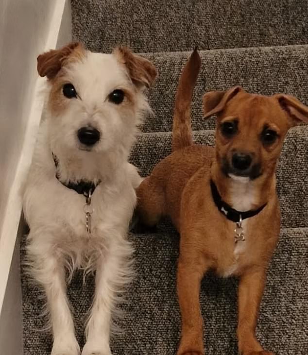 Dave and Sarah's two dogs, Benji and Mylo, who chased the fox when it entered the couple's garden