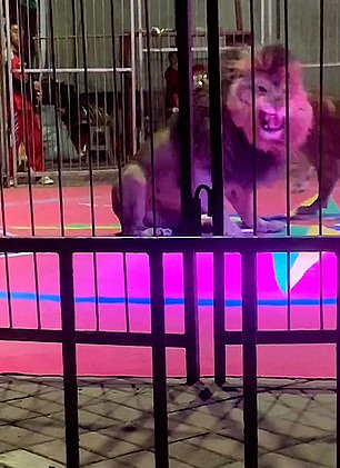 The lion showed its dangerous teeth as it roared in the cage (pictured)