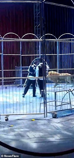 Video footage shows the lions suddenly breaking free from the iron fence separating the stage from the audience during a performance in Luoyang, Henan province