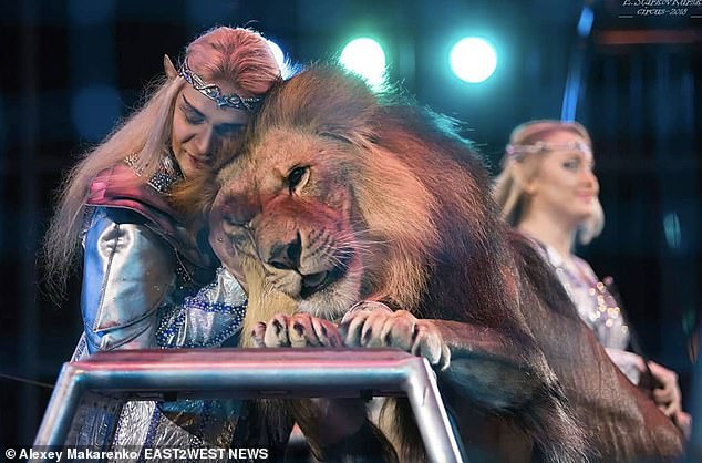 Alexey Makarenko, a professional trainer, was attacked by a lion while performing at the Sochi Circus in Russia.  He is pictured with wife and fellow trainer Olga Borisova and a lion in an earlier appearance