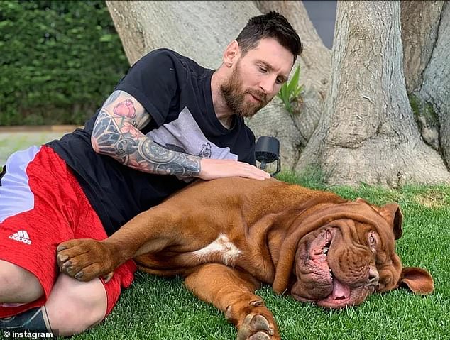 Messi's pet Bordeaux Mastiff, Hulk, is seven years old.  They have a lifespan of five to eight years, but in some cases there are individuals that can live up to eleven years