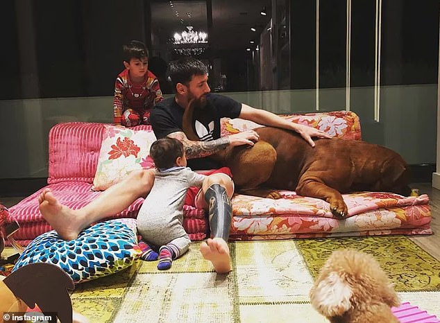 Messi plays with Hulk in the family house.  For the time being, Hulk is being cared for by the staff of the luxury home in Castelldefels, a suburb 20 kilometers from Cam Nou