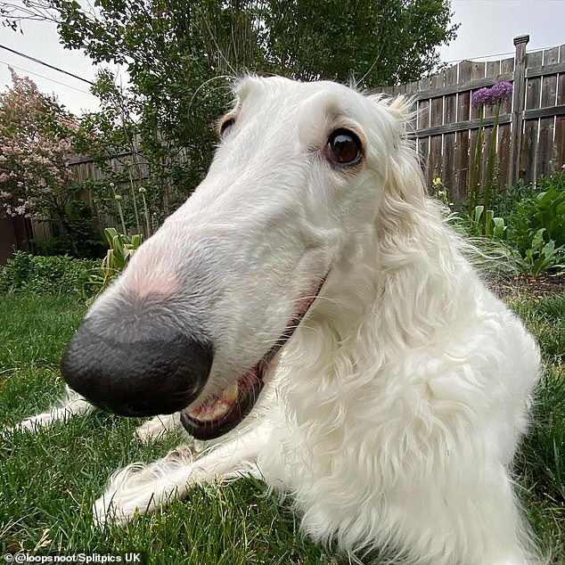 The big white pooch's owners have hilariously documented her 'daily struggle' of having such a big snout to navigate