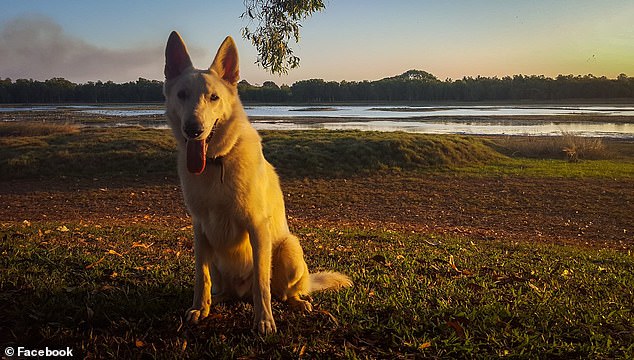 The court heard Britton began abusing his dogs, Ursa and Bolt (pictured) in 2014.