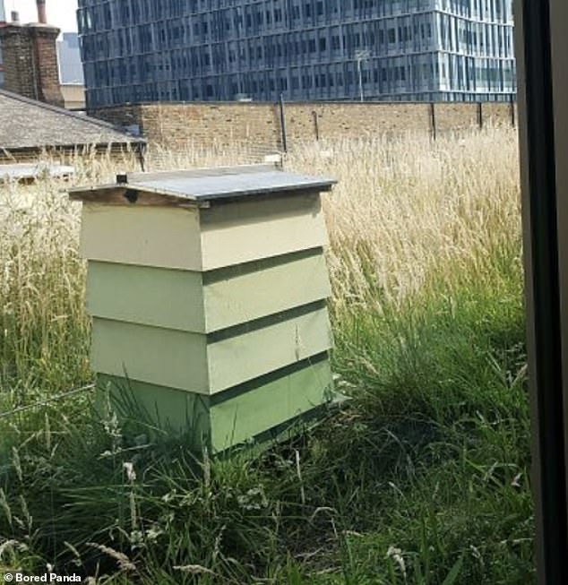 The Royal Lancaster Hotel in London has beehives on the roof so they can offer guests fresh honey