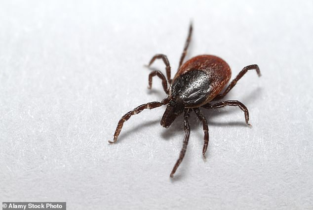 Ticks are steadily advancing further north and becoming active for longer each year thanks to warming temperatures