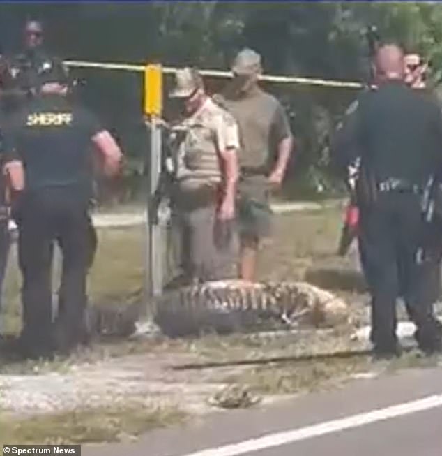 Emergency responders, working with the Florida FWC, successfully removed the alligator from the water and subsequently euthanized it