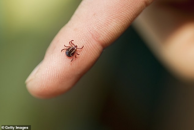 Tick ​​bites are most common during the warmer months, when conditions are warm and humid (stock image)