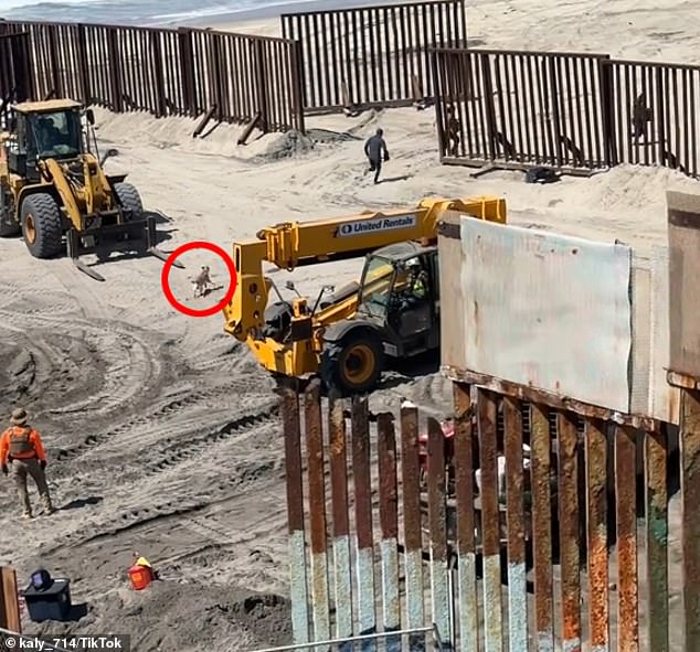 A stray dog ​​is seen running after a group of migrants who snuck past part of a steel barrier under construction at the Tijuana-San Diego border