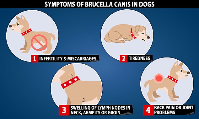 In dogs, B. canis can cause infertility and miscarriages, as well as fatigue, swelling of the lymph nodes in the neck, armpits or groin, as well as back or joint problems.