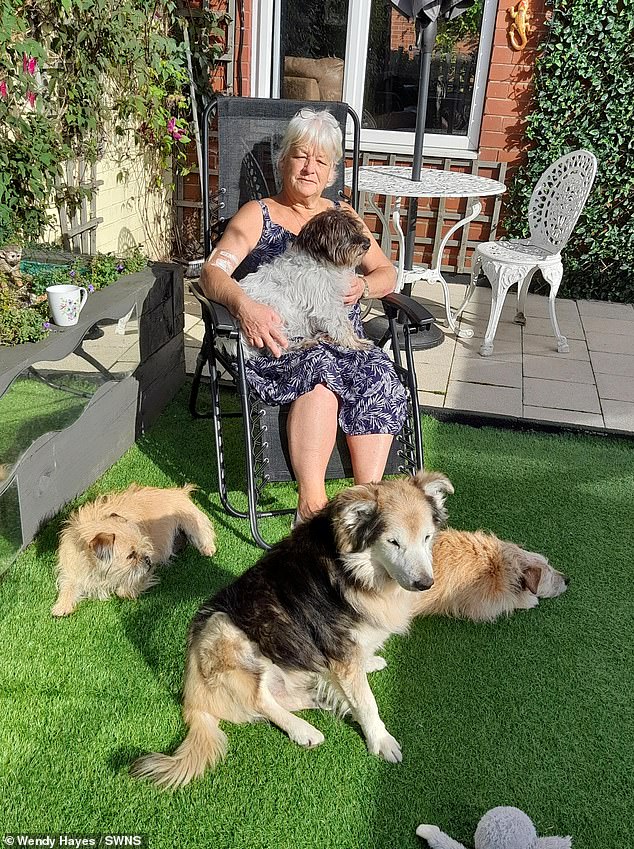 Wendy Hayes (pictured), from Stroke-on-Trent, collected B. canis from a pregnant rescue dog named Moosha, from Belarus, in her care