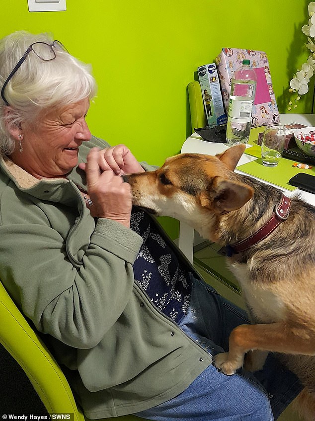 While Mrs Hayes was treated with antibiotics, all five of her dogs were put down to prevent the infection from spreading