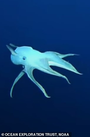 As the footage shows, Dumbo octopuses are also neutrally buoyant, allowing them to drift calmly through the pitch black of the deep seas