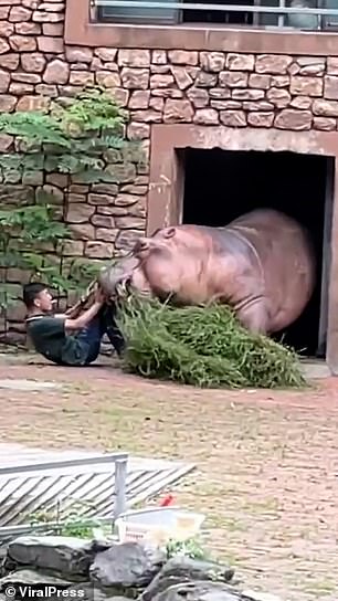 He even uses his hands to get the animal to leave him