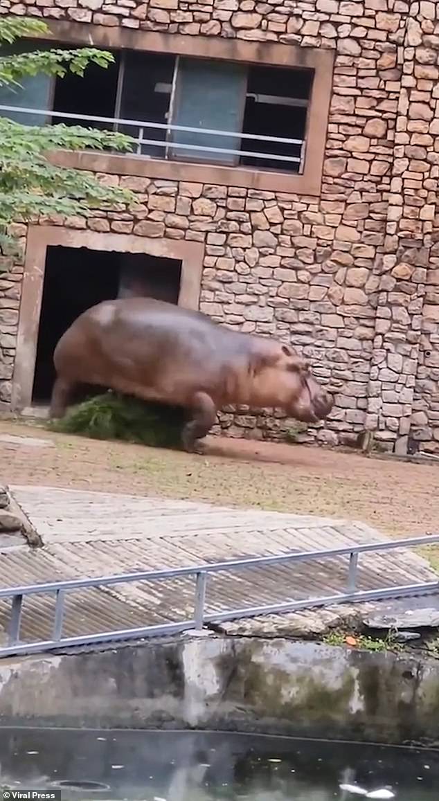 Finally, the hippo runs in the opposite direction.  Amazingly, the zookeeper escaped unharmed after the horror collision