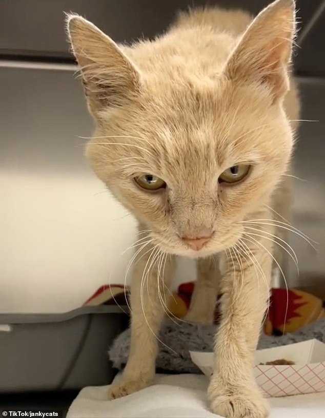 The cat has made progress in his recovery, but the vet reportedly told the cat advocate there that there is nothing he can do about Shambles' permanent kidney failure, which was likely caused by ingesting toxic material while he was in the trash pile.