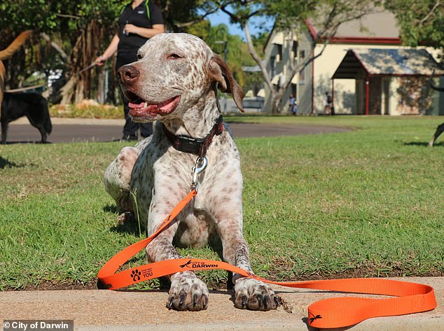 Pictured: A stock photo of a dog wearing an orange City of Darwin leash, like the one the internet sleuth spotted in Britton's abuse video that ultimately led to his demise