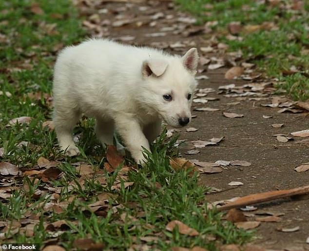 In 2016, Britton uploaded this photo of one of his dogs, Bolt, as a puppy.  The court heard how Britton sexually abused and tortured the dog