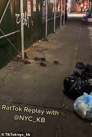 Some tourists are now seeking rat-related experiences with guides, including stops at notoriously infested locations (as above)