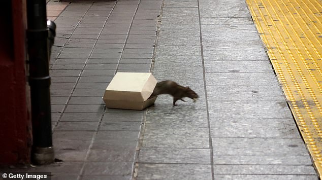 A rat climbs out of a box containing food on the platform of the Herald Square subway station