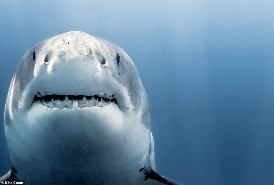 Coots has collected his beautiful shark photography in a new book, Shark: Portraits.  Above is one of the images from the photo album, showing a great white shark called Buckethead off the coast of the Mexican island of Guadalupe.