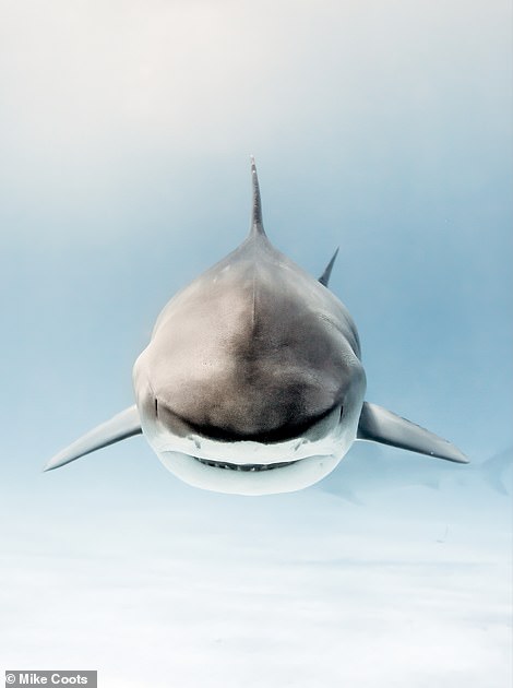 In this powerful shot from Coots, a female tiger shark named Emily floats toward the camera at the Tiger Beach dive site in the Bahamas