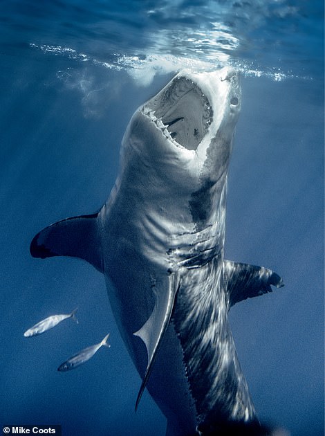 Geoff Nuttall, named after the world-famous violinist of the St. Lawrence String Quartet, is a male great white shark.  In this spectacular shot of Coots, he is seen in the waters near the Mexican island of Guadalupe