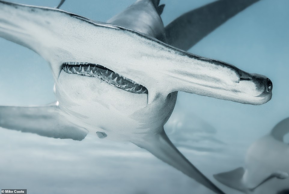 A female great hammerhead shark named Pocahontas (also known as Patches) is shown in this striking photo at the Tiger Beach dive site in the Bahamas